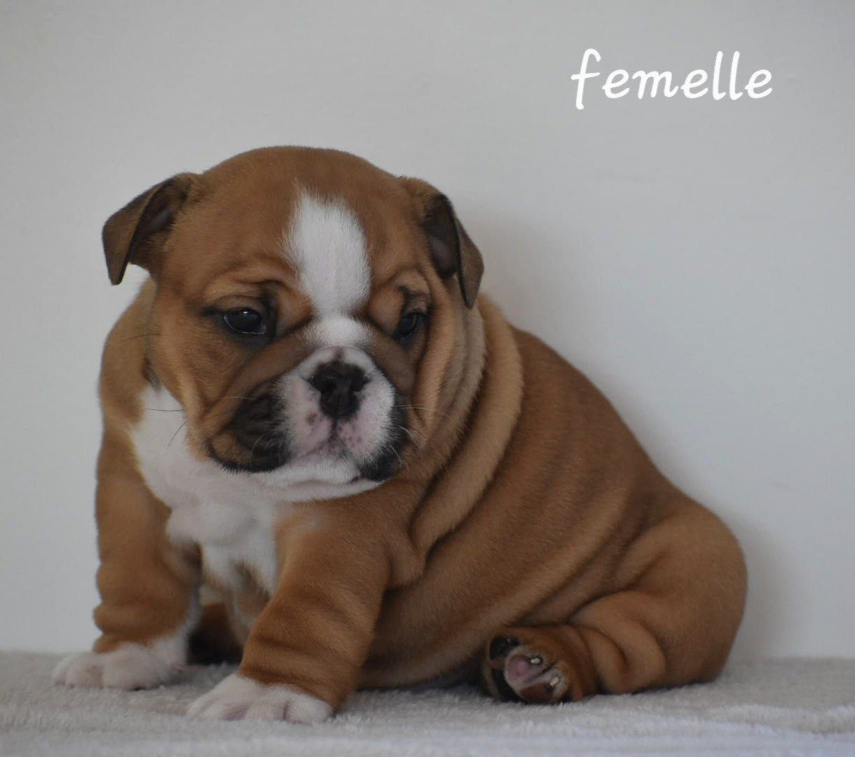 Du Monde Des Bulls  - Chiots disponibles - Bulldog Anglais