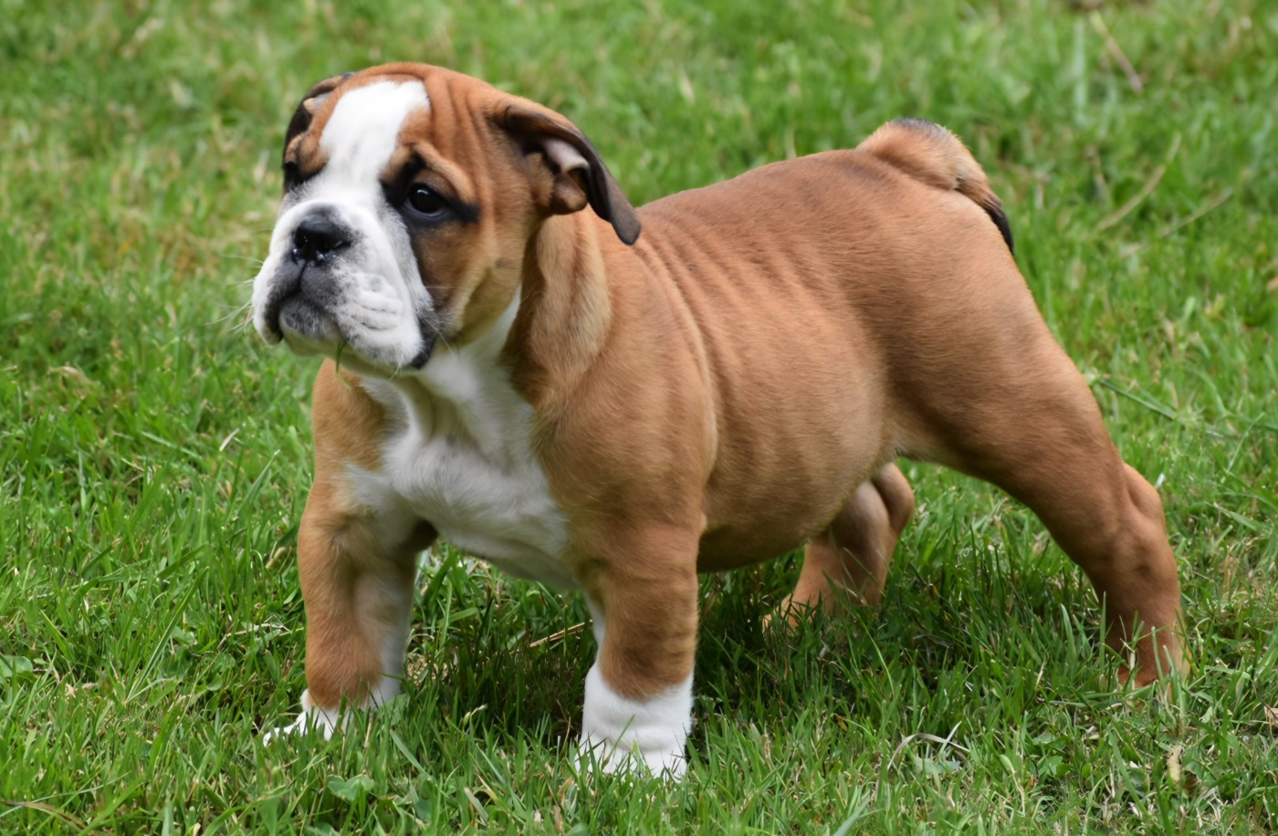 Du Monde Des Bulls  - Chiots disponibles - Bulldog Anglais