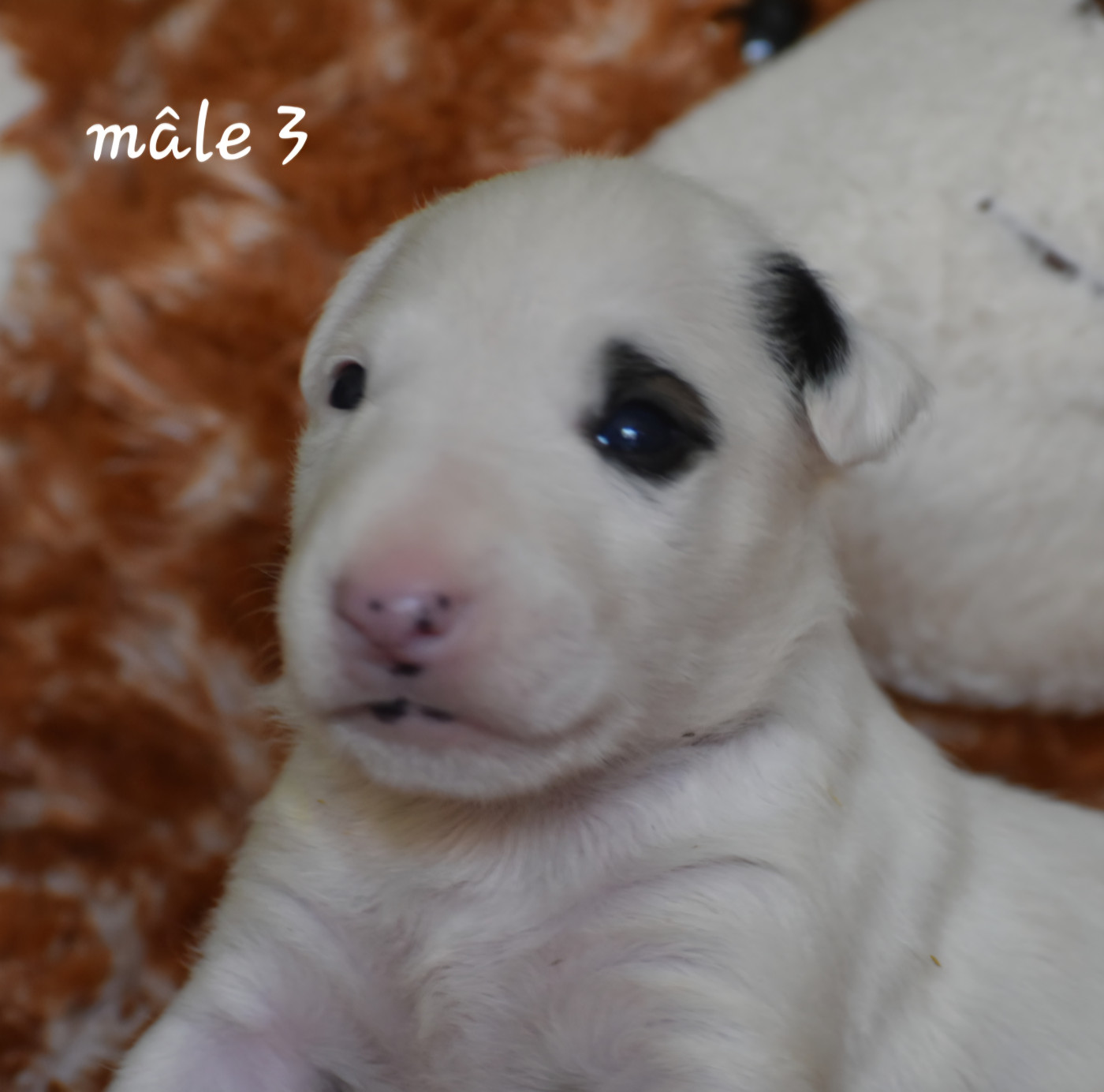 Du Monde Des Bulls  - Chiots disponibles - Bull Terrier