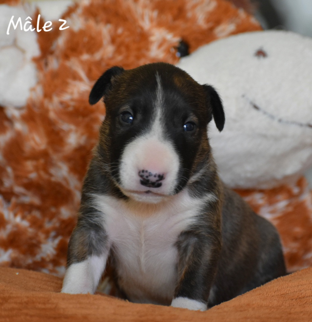 Du Monde Des Bulls  - Chiots disponibles - Bull Terrier