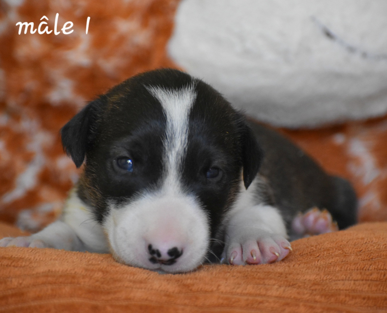 Du Monde Des Bulls  - Chiots disponibles - Bull Terrier