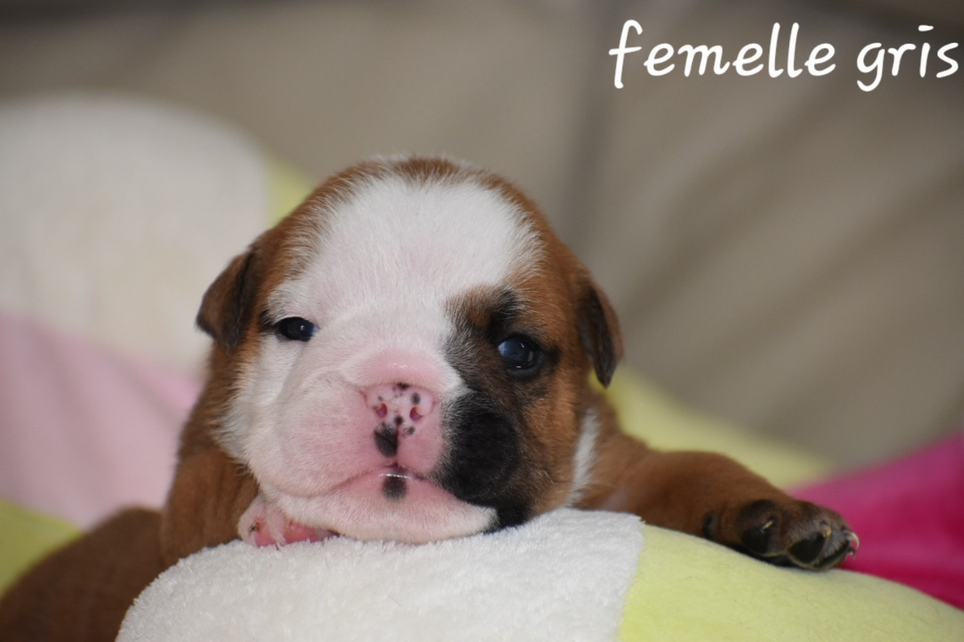 Du Monde Des Bulls  - Chiots disponibles - Bulldog Anglais
