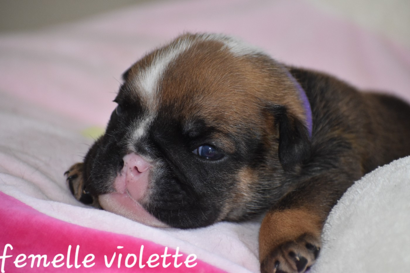Du Monde Des Bulls  - Chiots disponibles - Bulldog Anglais