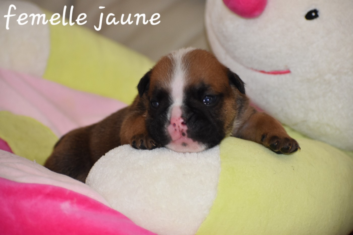 Du Monde Des Bulls  - Chiots disponibles - Bulldog Anglais