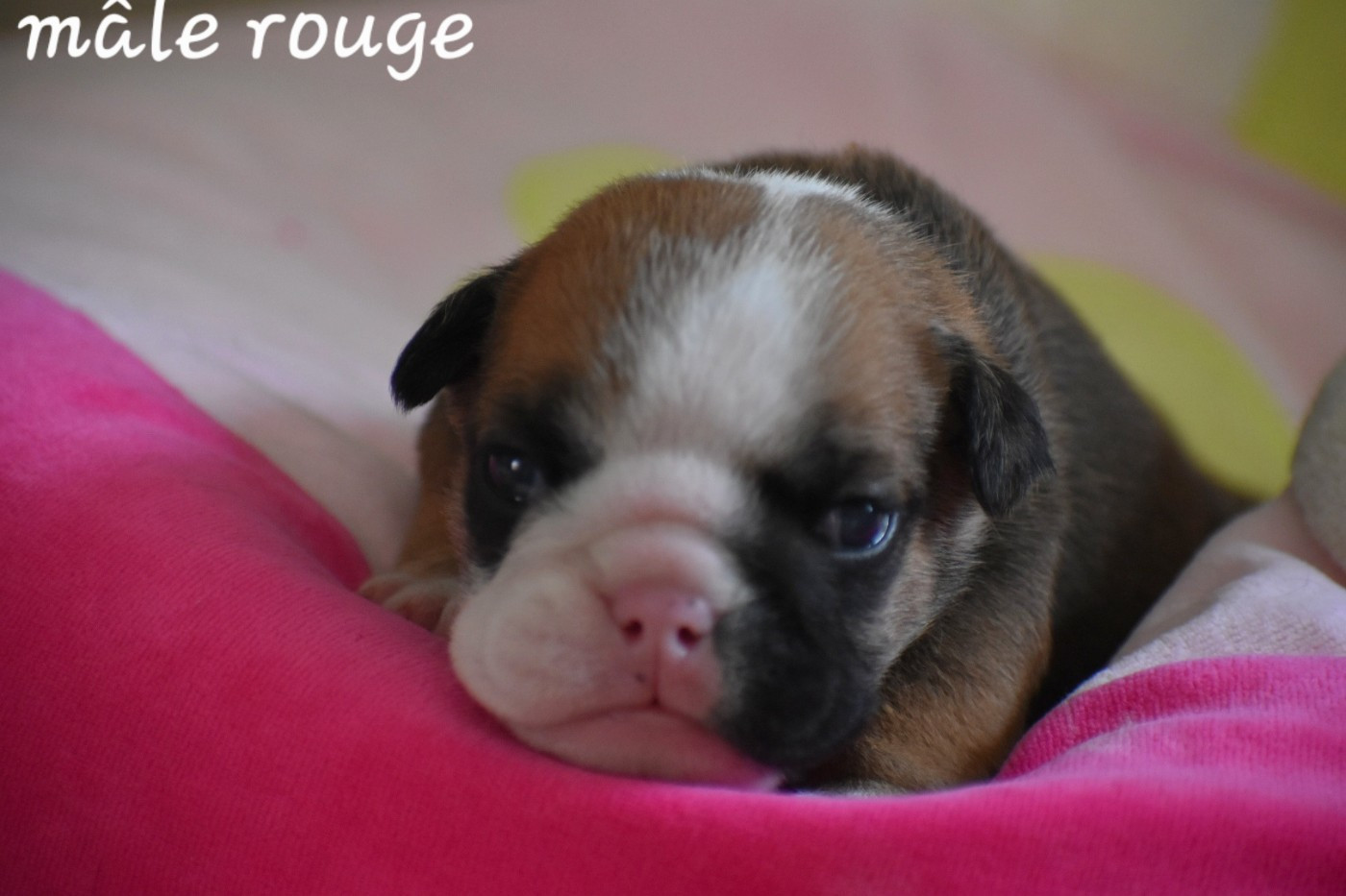 Du Monde Des Bulls  - Chiots disponibles - Bulldog Anglais