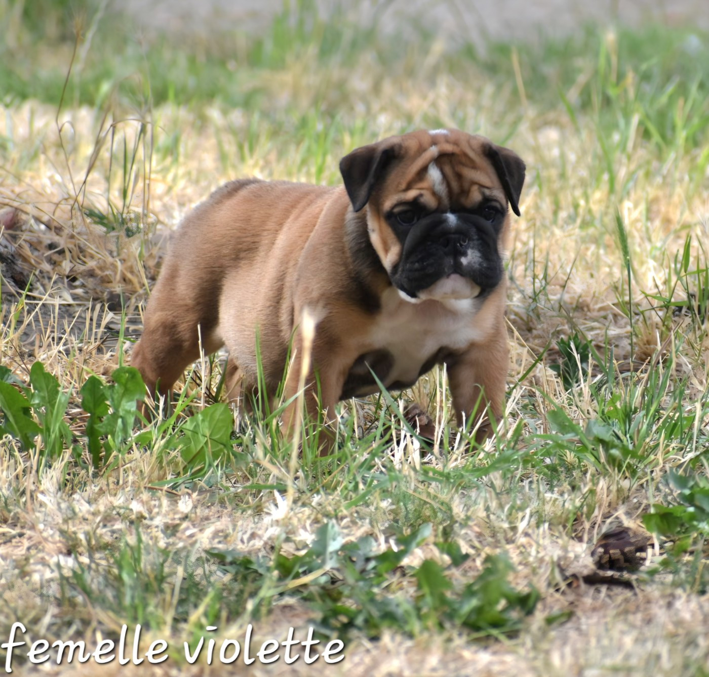 Du Monde Des Bulls  - Chiots disponibles - Bulldog Anglais