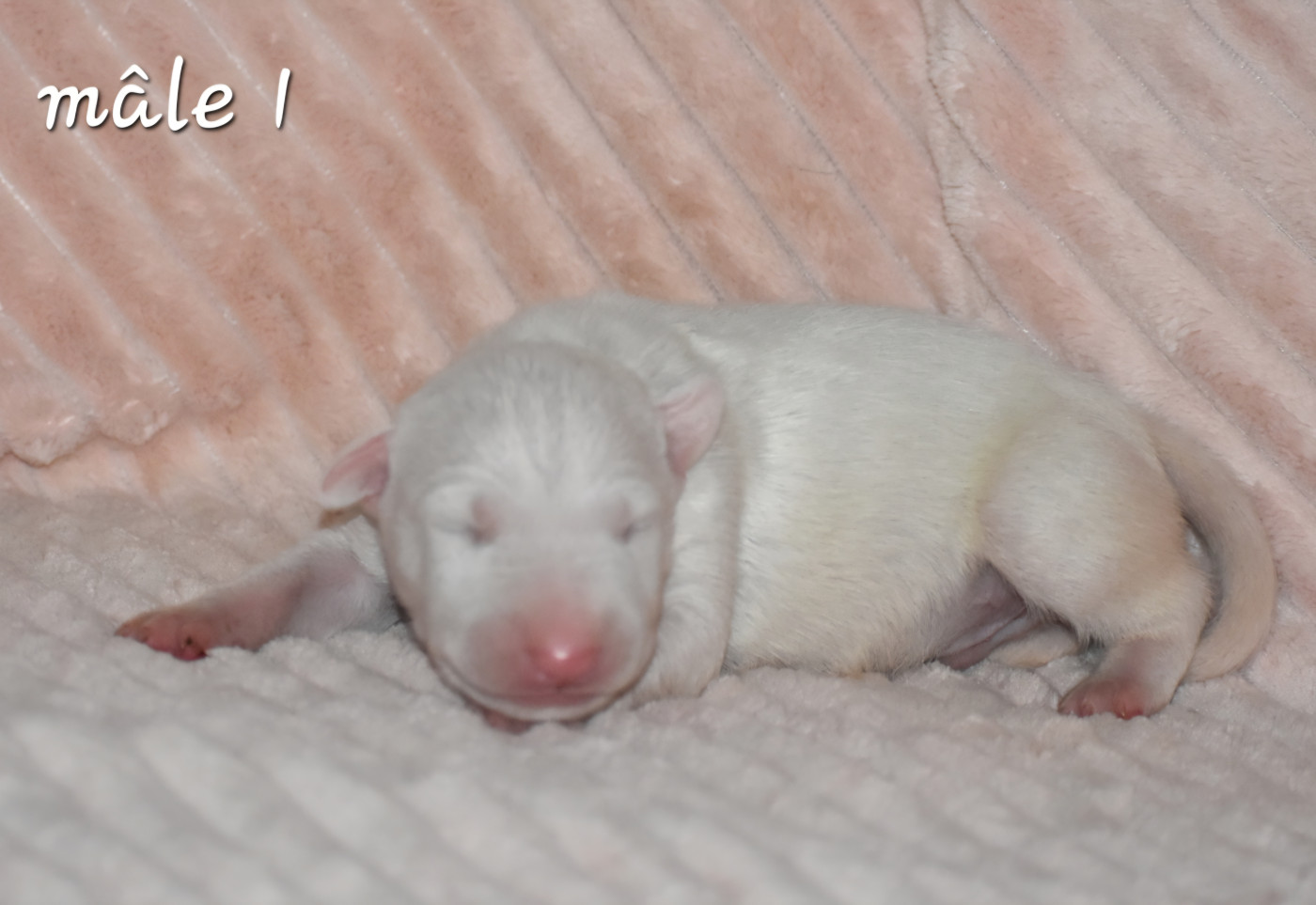 Du Monde Des Bulls  - Chiots disponibles - Bull Terrier