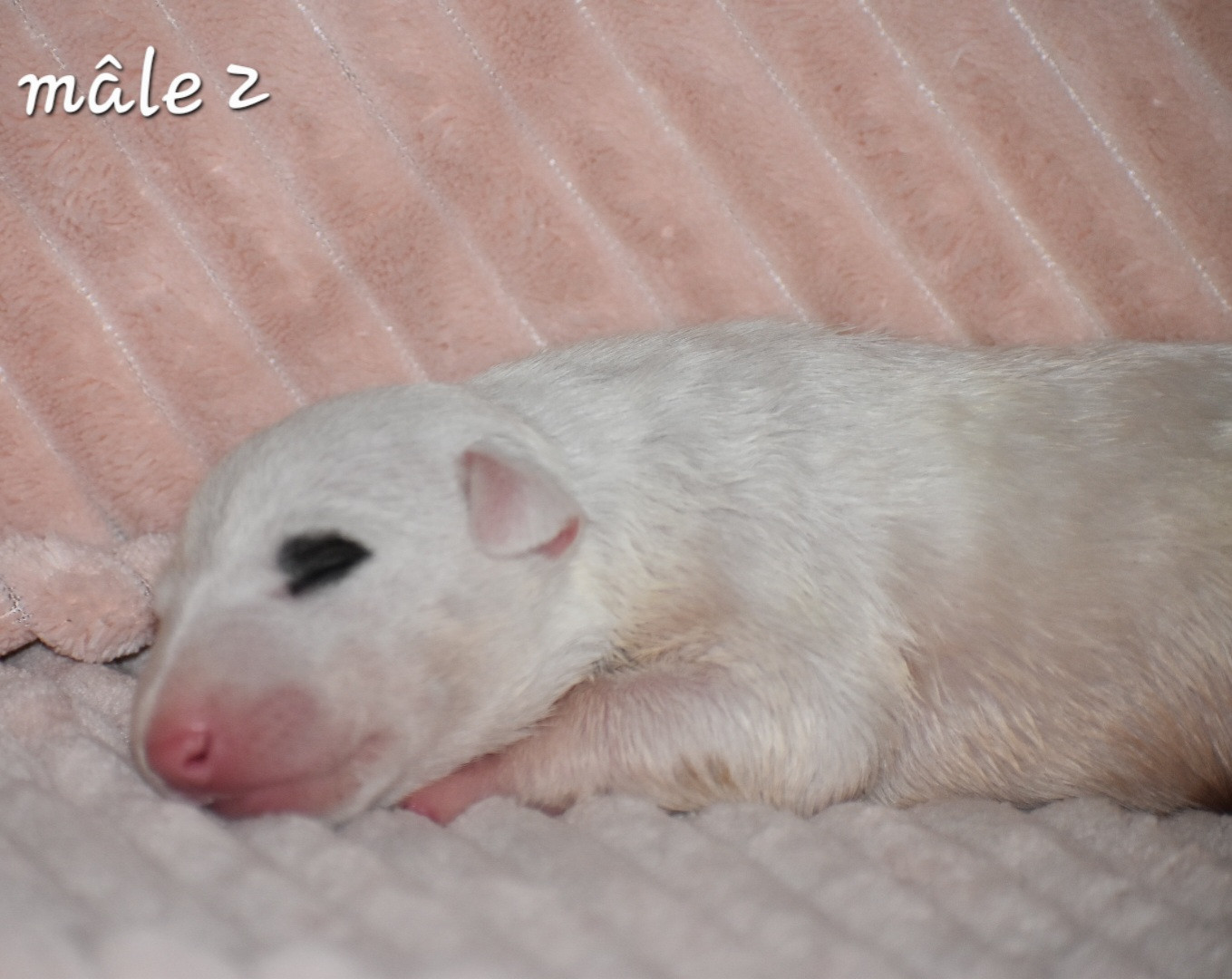 Du Monde Des Bulls  - Chiots disponibles - Bull Terrier