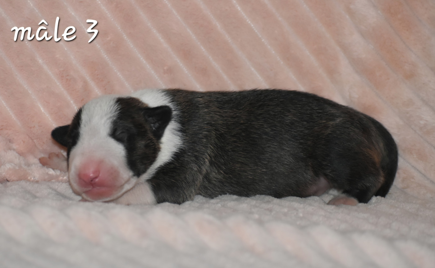 Du Monde Des Bulls  - Chiots disponibles - Bull Terrier
