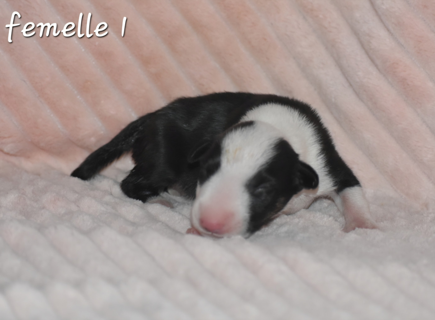 Du Monde Des Bulls  - Chiots disponibles - Bull Terrier