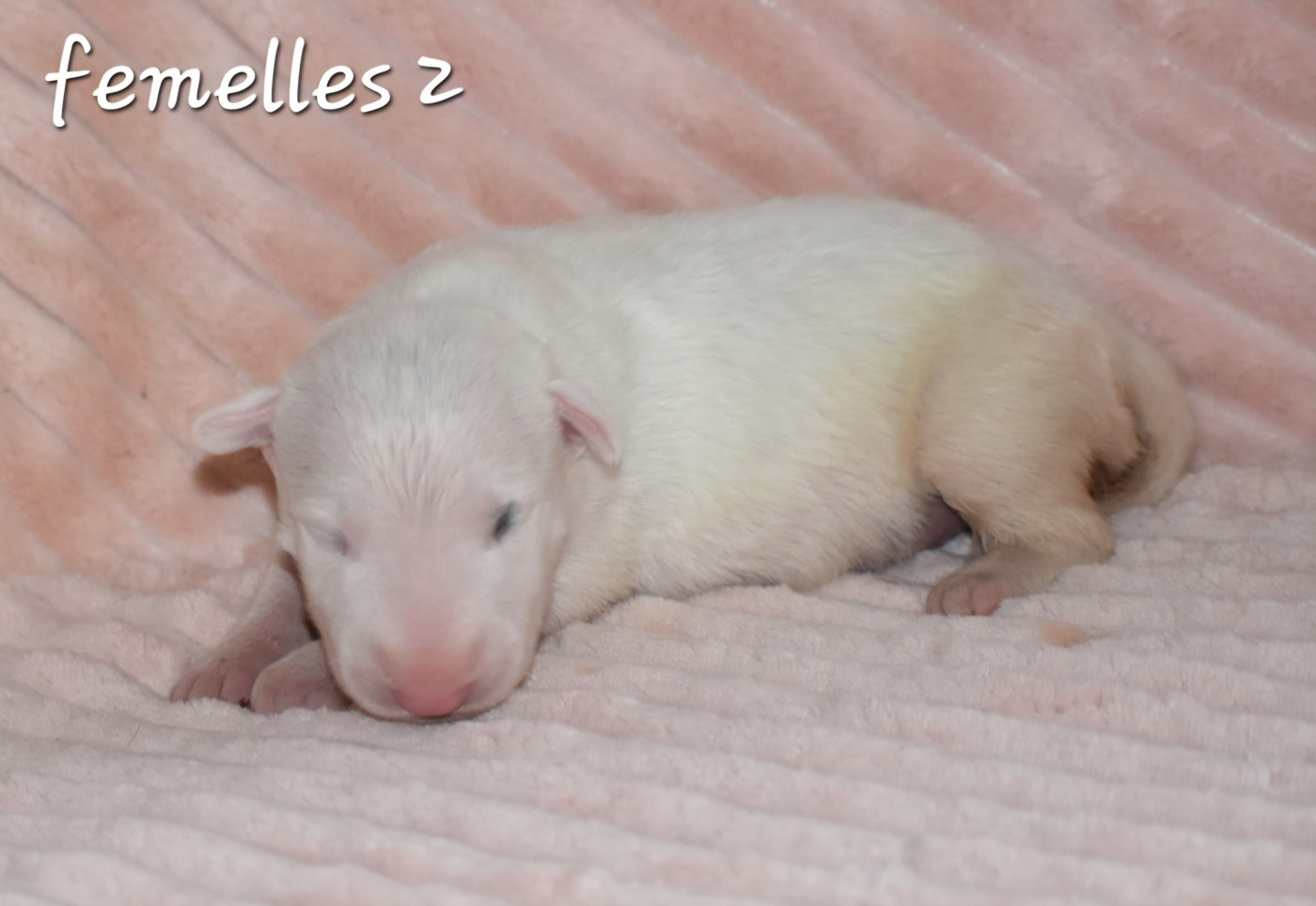 Du Monde Des Bulls  - Chiots disponibles - Bull Terrier