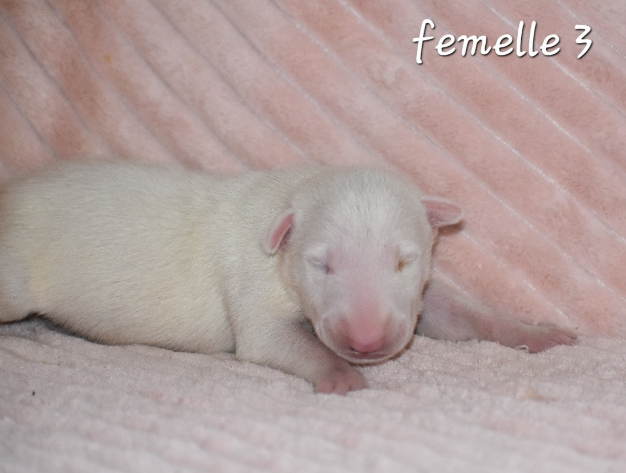 Du Monde Des Bulls  - Chiots disponibles - Bull Terrier