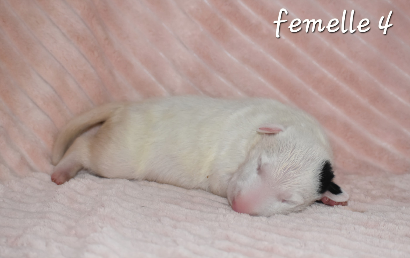 Du Monde Des Bulls  - Chiots disponibles - Bull Terrier