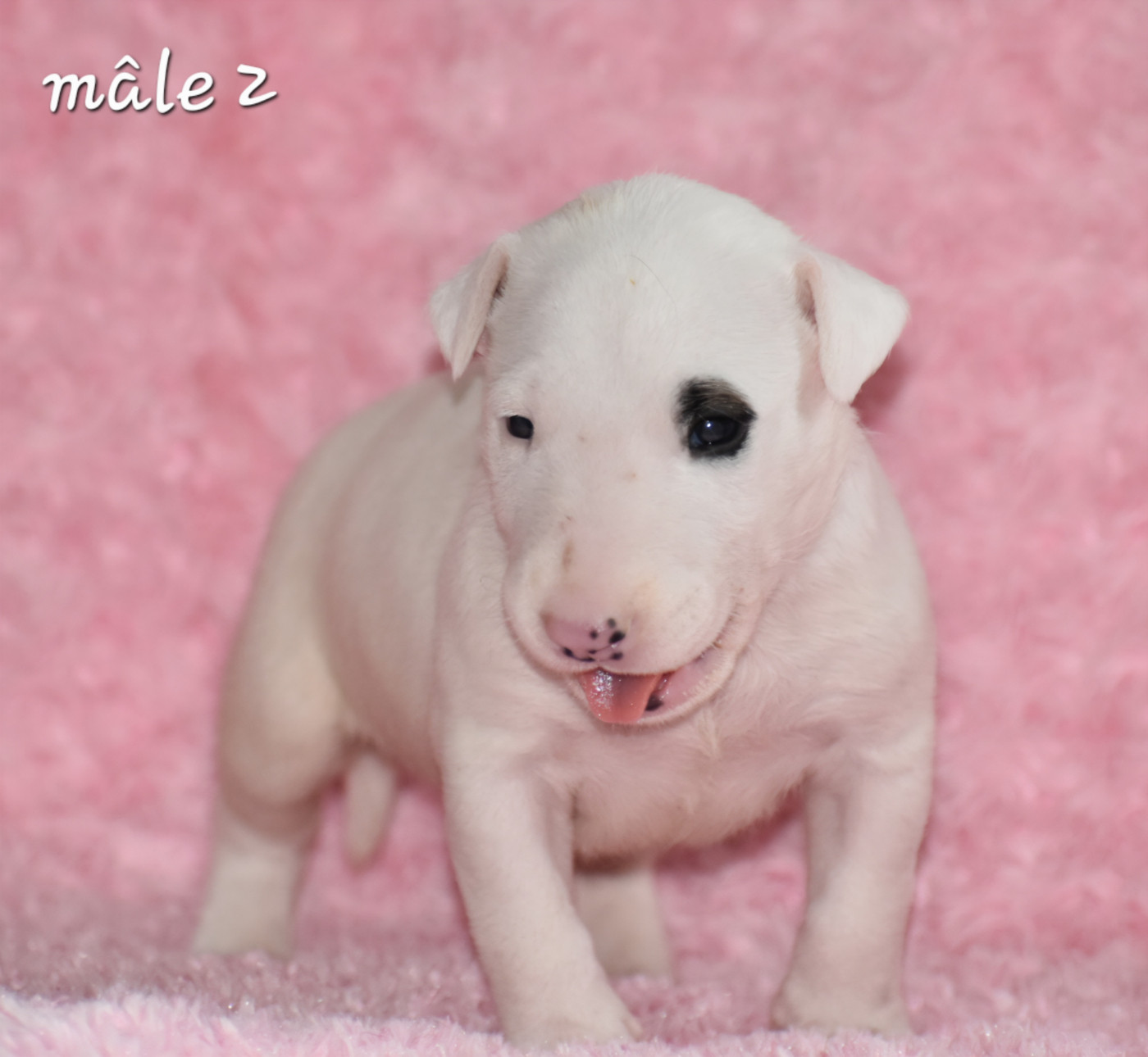 Du Monde Des Bulls  - Chiots disponibles - Bull Terrier