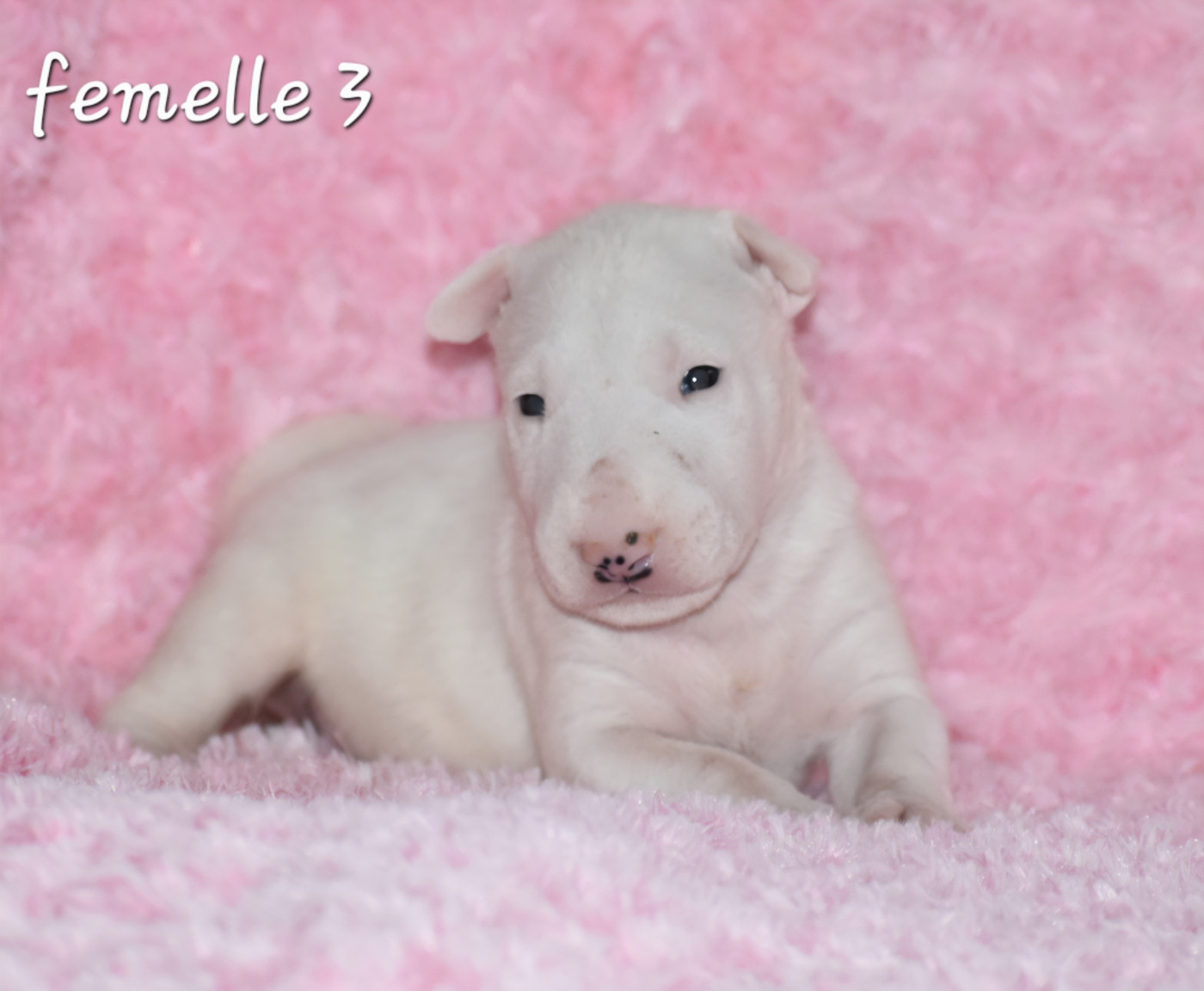 Du Monde Des Bulls  - Chiots disponibles - Bull Terrier