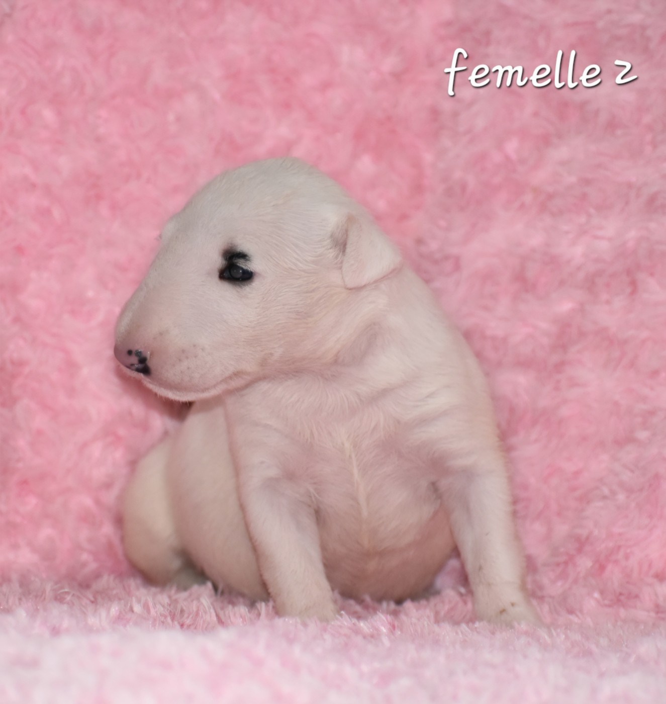 Du Monde Des Bulls  - Chiots disponibles - Bull Terrier