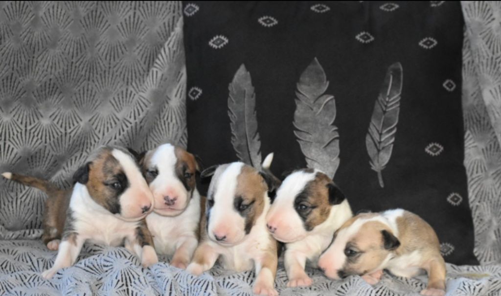 Chiot Bull Terrier Du Monde Des Bulls