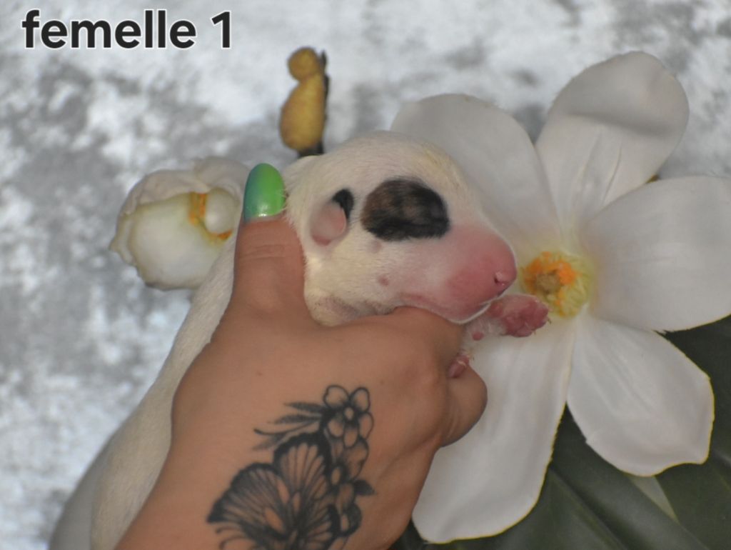 Chiot Bull Terrier Du Monde Des Bulls