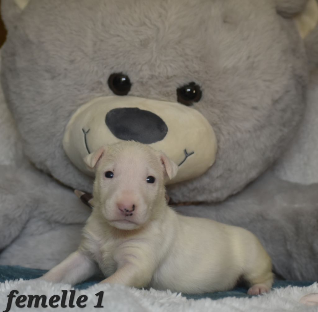 Du Monde Des Bulls  - Chiots disponibles - Bull Terrier