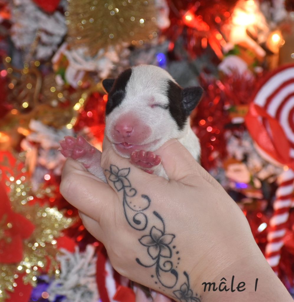 Chiot Bull Terrier Du Monde Des Bulls 