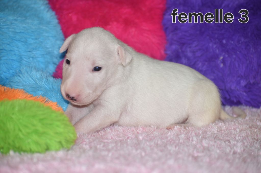 Du Monde Des Bulls  - Chiots disponibles - Bull Terrier
