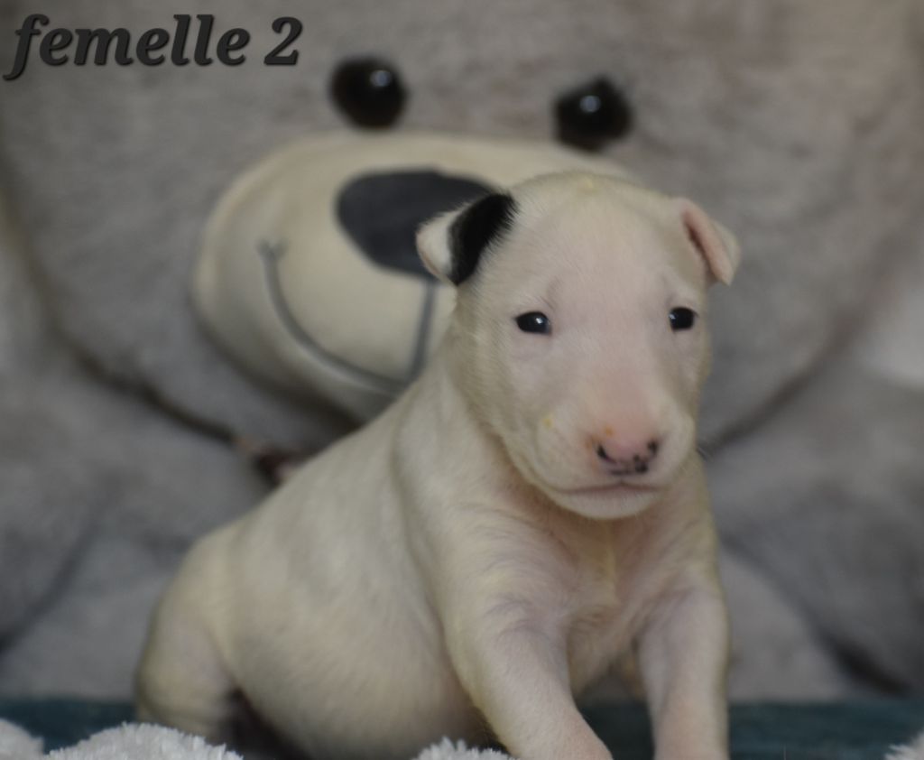 Du Monde Des Bulls  - Chiots disponibles - Bull Terrier