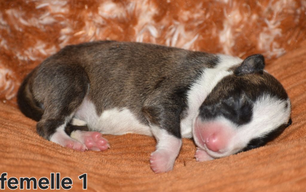 Chiot Bull Terrier Du Monde Des Bulls
