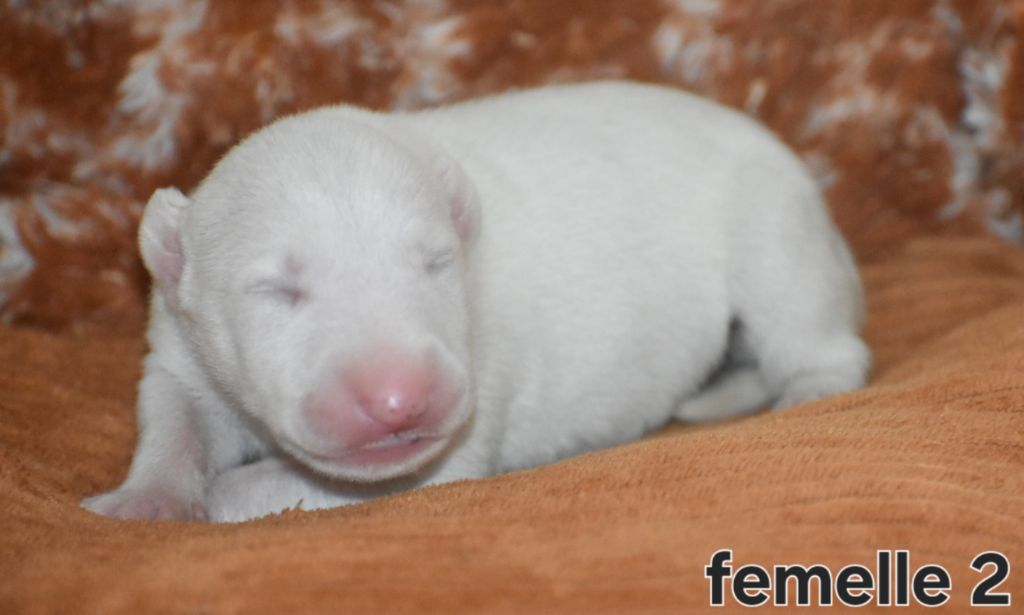 Du Monde Des Bulls  - Chiots disponibles - Bull Terrier