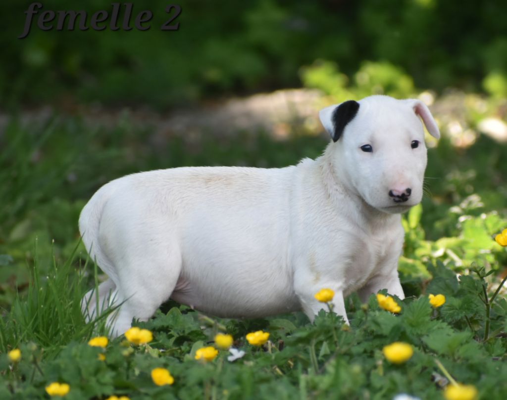 Du Monde Des Bulls  - Chiots disponibles - Bull Terrier