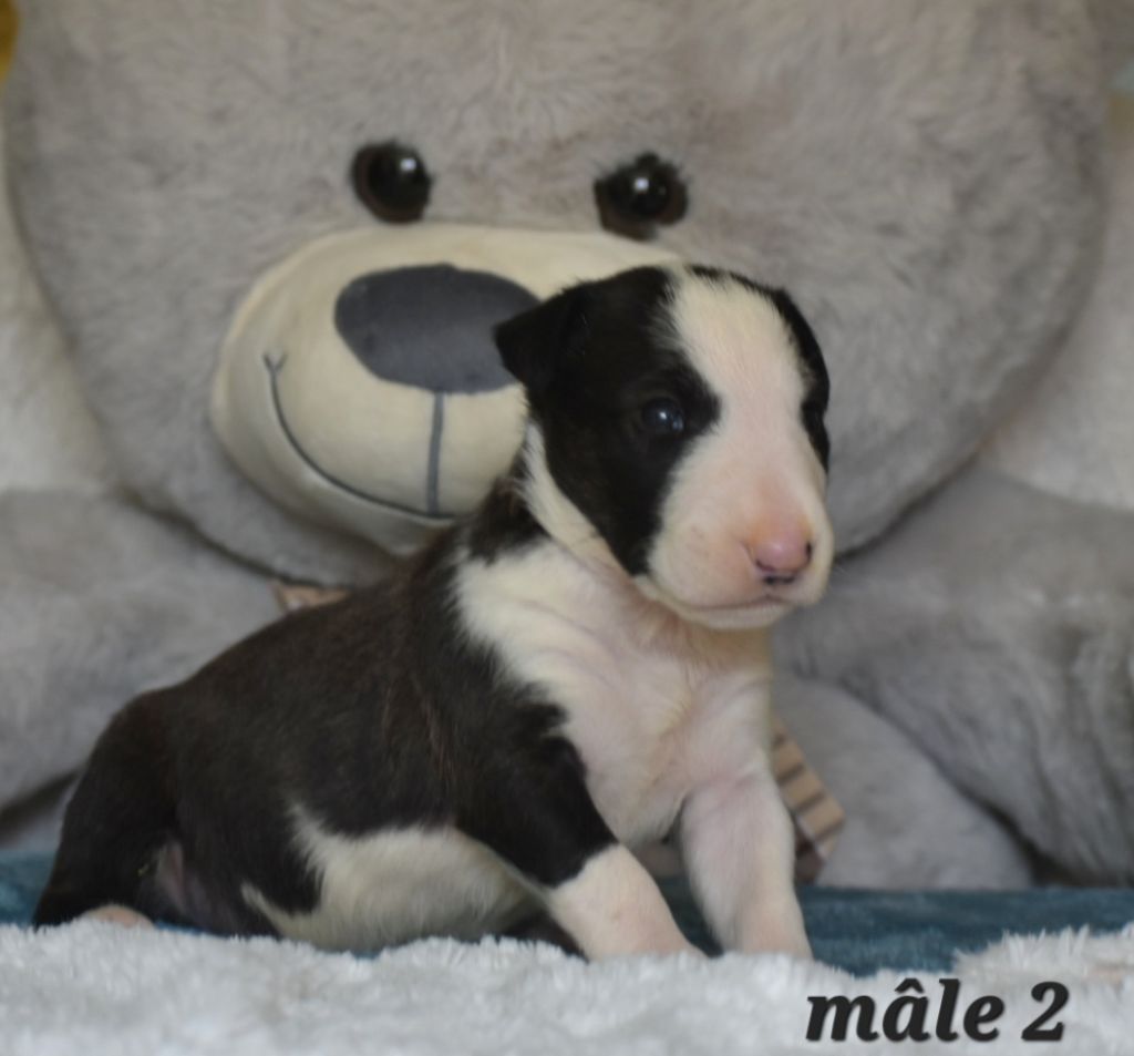 Du Monde Des Bulls  - Chiots disponibles - Bull Terrier