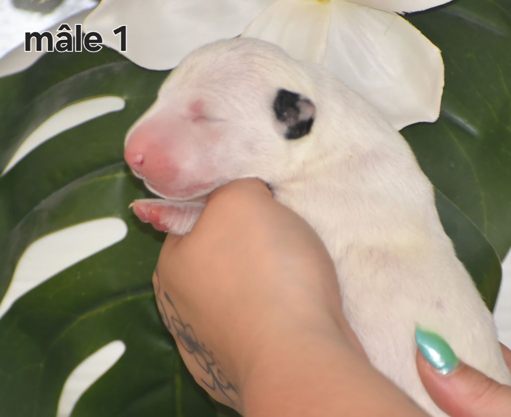 Du Monde Des Bulls  - Chiots disponibles - Bull Terrier