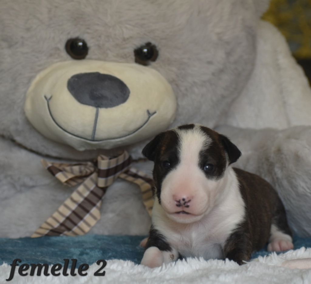 Du Monde Des Bulls  - Chiots disponibles - Bull Terrier