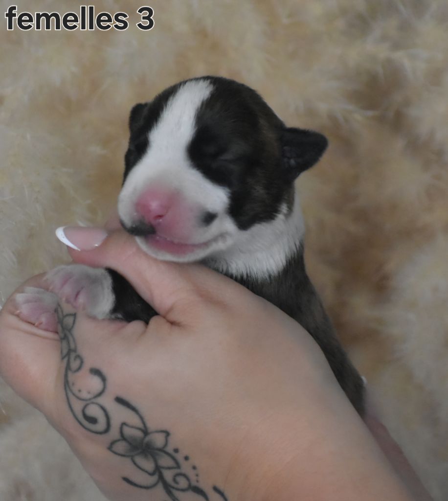 Chiot Bull Terrier Du Monde Des Bulls 