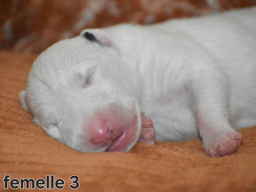 Du Monde Des Bulls  - Chiots disponibles - Bull Terrier