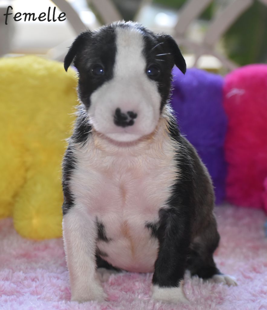 Du Monde Des Bulls  - Chiots disponibles - Bull Terrier