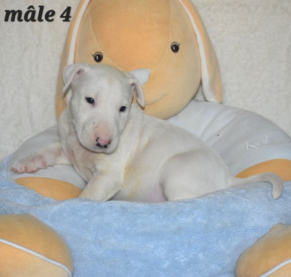 Du Monde Des Bulls  - Chiots disponibles - Bull Terrier