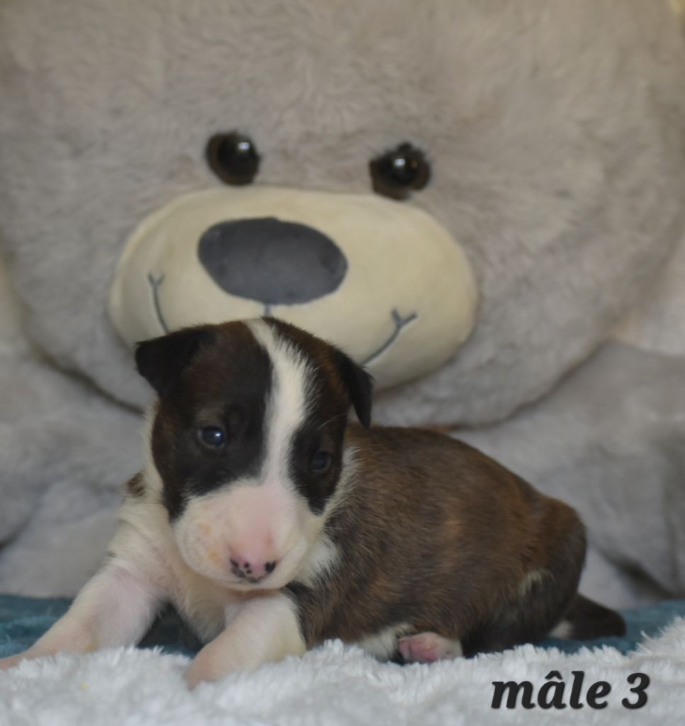 Du Monde Des Bulls  - Chiots disponibles - Bull Terrier