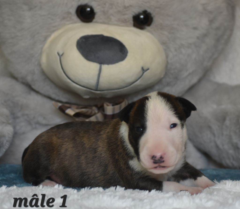 Du Monde Des Bulls  - Chiots disponibles - Bull Terrier