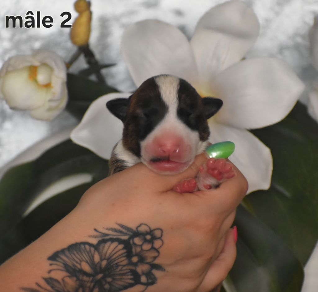 Du Monde Des Bulls  - Chiots disponibles - Bull Terrier