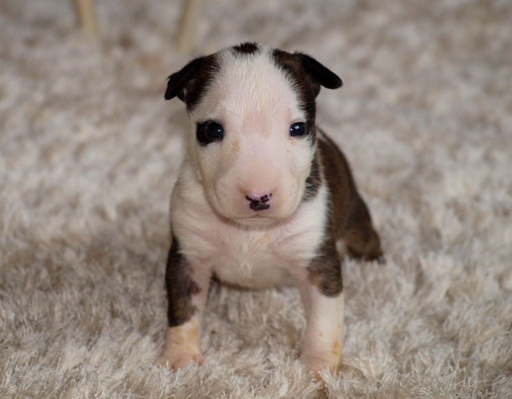 Chiot Bull Terrier Du Monde Des Bulls