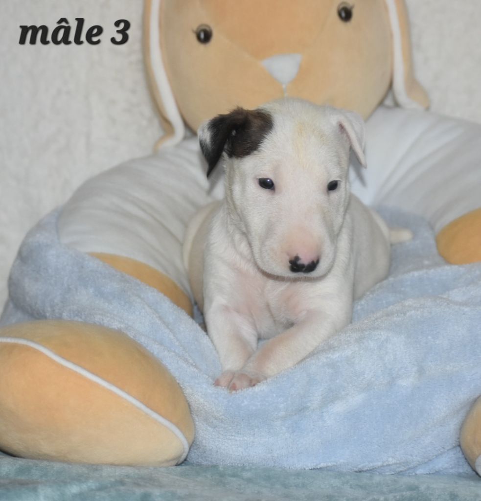 Du Monde Des Bulls  - Chiots disponibles - Bull Terrier