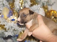 chiot mâle 2 couleur fauve et blanc