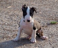 chiot mâle 1 couleur tricolore