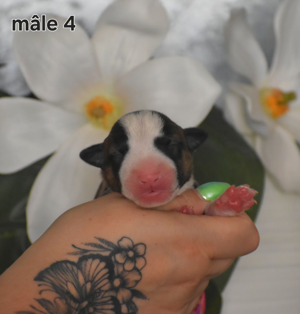 Du Monde Des Bulls  - Chiots disponibles - Bull Terrier