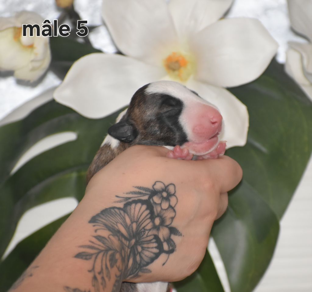 Du Monde Des Bulls  - Chiots disponibles - Bull Terrier