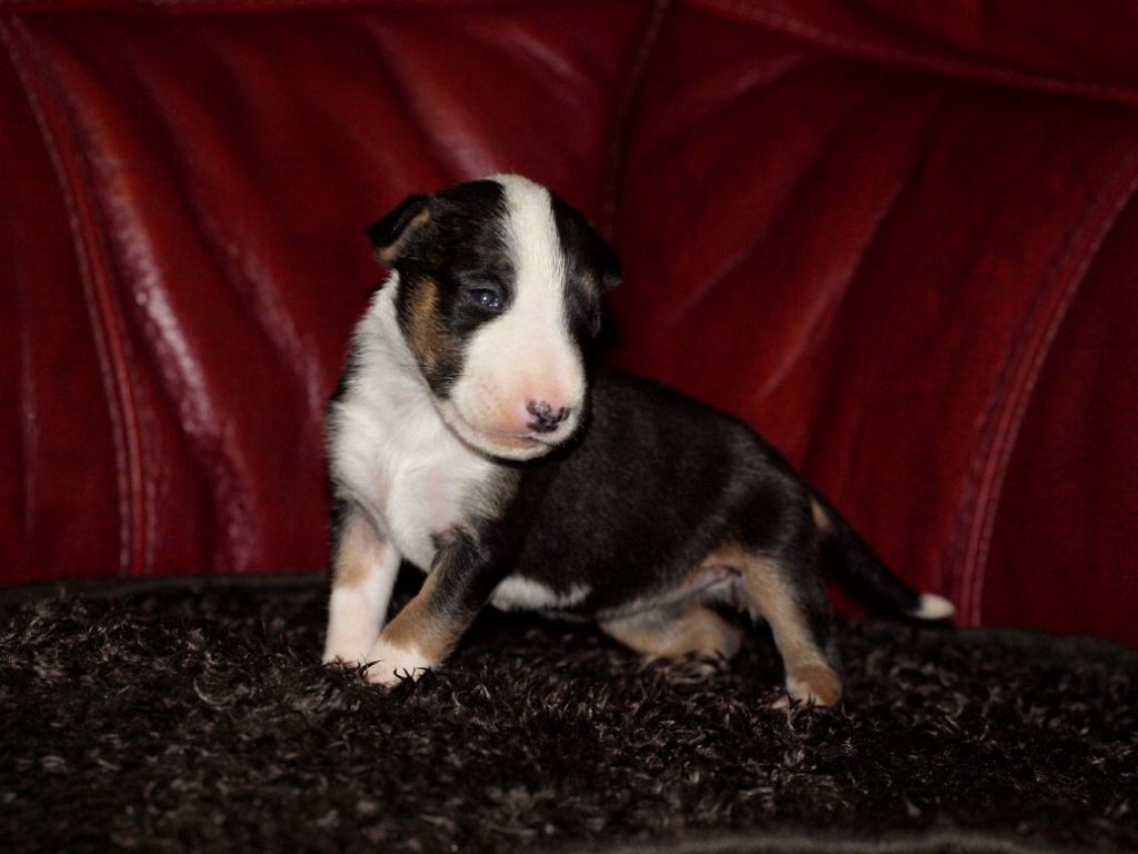 Chiot Bull Terrier Du Monde Des Bulls 