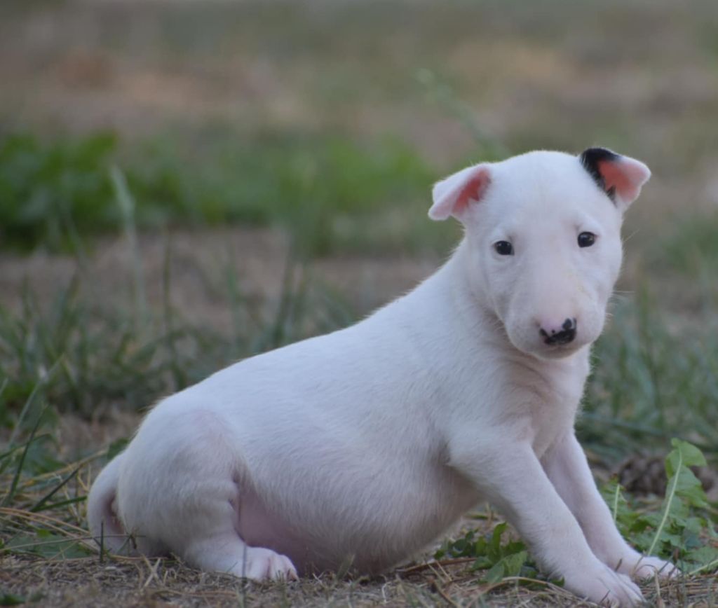Du Monde Des Bulls  - Chiots disponibles - Bull Terrier