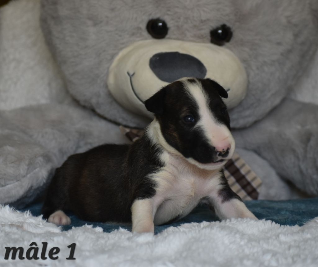 Du Monde Des Bulls  - Chiots disponibles - Bull Terrier