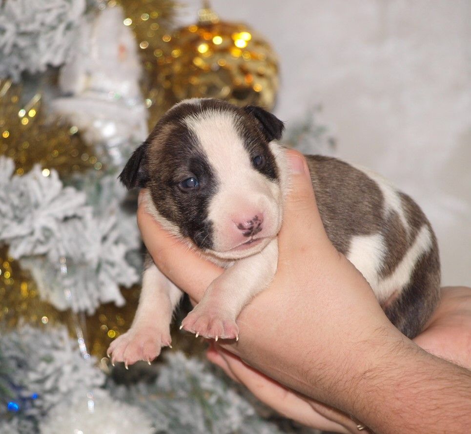 Chiot Bull Terrier Du Monde Des Bulls 
