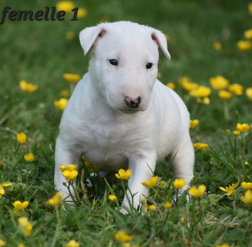 Du Monde Des Bulls  - Chiots disponibles - Bull Terrier